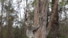 Australian State Announces Plan to Prevent Endangered Life from Disappearing