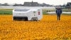AI Robot Helps Find Sick Tulips in Netherlands