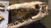 Ancient Sea Creatures Found Off Coast of Angola