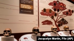 FILE - Casts of skulls are seen inside an exhibit of early human species inside the Smithsonian Hall of Human Origins, Thursday, July 20, 2023, at the Smithsonian Museum of Natural History, in Washington. 