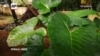 Son, Father Farm to Feed Neighbors During Lockdown in India