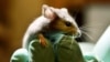 Study Cannot Confirm Many Lab Results for Cancer Experiments