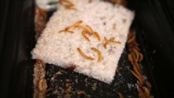 Mealworms Help in Fight Against Plastic Waste