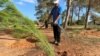 ARCHIVO - Un voluntario riega un retoño como parte de una campaña de plantación de árboles en el bosque Al-Nigazah, que está expuesto a la sequía debido al cambio climático y la falta de agua de lluvia, en Khoms, al este de Trípoli, Libia, el 23 de octubre de 2024