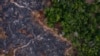Forest Loss Increased in 2019 to Third-Largest This Century 