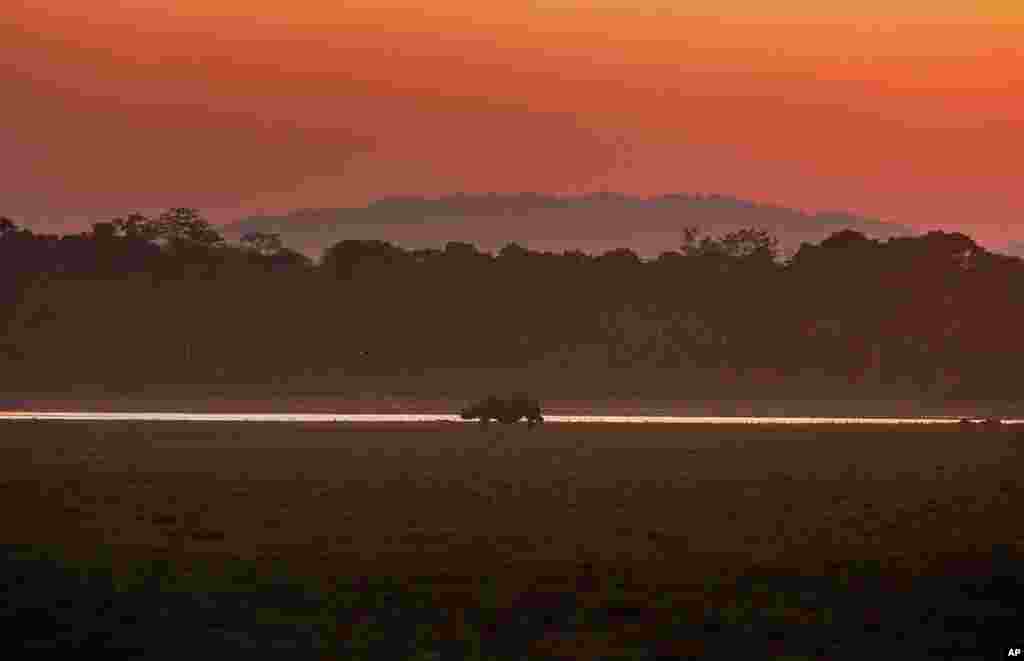 A one-horned rhinoceros grazes as the sun sets in the Agoratoli range of Kaziranga National Park, east of Gauhati, in the northeastern state of Assam, India.