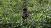 Indonesian Natural Colors for Cloth Design Help Coastal Forests 