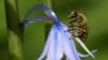 Study: World’s Insect Population Has Been Shrinking for 30 Years
